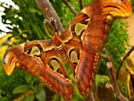 Una gran mariposa posada sobre la rama de un árbol