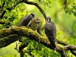 Dos halcones peregrinos sobre una rama