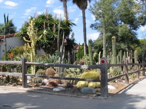 Postal: Jardín de cactus