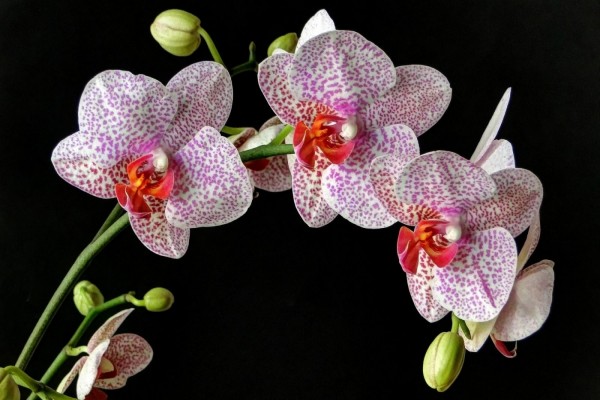 Un preciosa planta con orquídeas