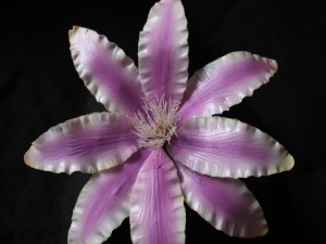 Postal: Gran flor con pétalos de color blanco y lila