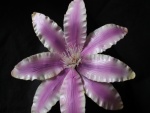 Gran flor con pétalos de color blanco y lila