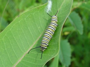 Una oruga monarca sobre una hoja verde