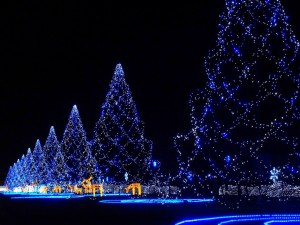 Grandes árboles con luces azules en Navidad