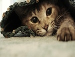 Un gato escondido bajo la manta