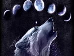 Lobo aullando a las lunas