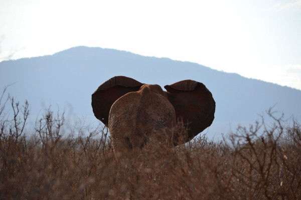 El trasero de un elefante