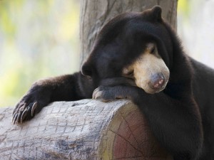 Postal: Un pequeño oso dormido