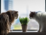 Gatos olisqueando una planta junto a la ventana