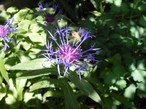 Postal: Una abeja rondando sobre una flor