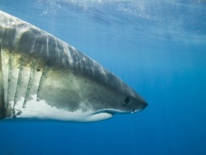 Perfil de un tiburón