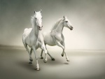 Dos caballos blancos en movimiento