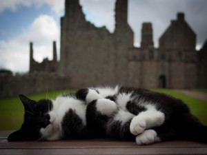 Un bonito gato negro y blanco tumbado