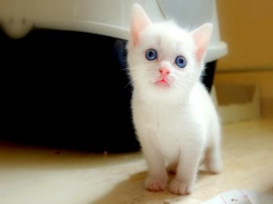 Postal: Un gatito blanco con ojos azules