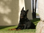 Un gran perro negro vigilando en el jardín