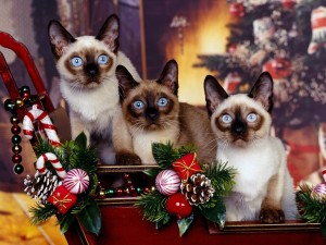 Postal: Tres gatos siameses entre la decoración de Navidad