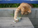 Gato intentando coger un caramelo