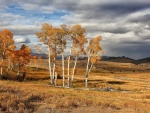 El parque nacional de Yellowstone en otoño