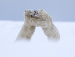 Dos osos polares peleándose