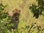 Un leopardo observando detrás de unas ramas con hojas