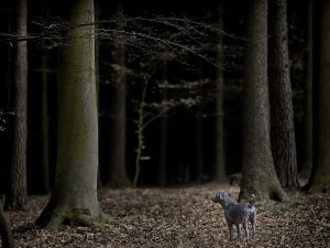 Un perro perdido en la oscuridad del bosque