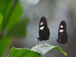 Dos mariposas negras sobre una hoja
