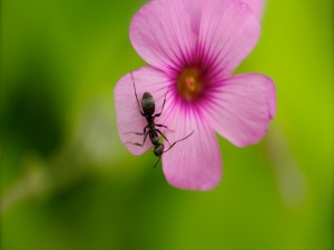 Una hormiga sobre una flor con pétalos rosas