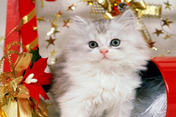 Un bonito gato entre la decoración de Navidad