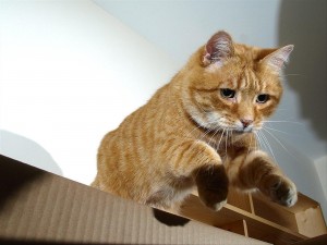 Postal: Gato entrando en una caja