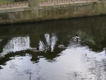 Patos nadando en un estanque