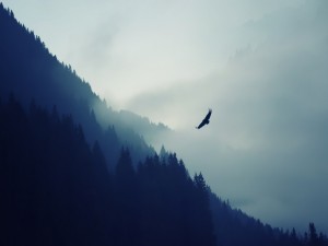 Águila volando en una mañana con niebla