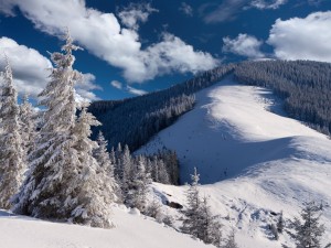 Postal: Montañas y pinos cubiertos de nieve