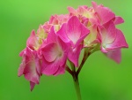 Rama con flores de ortensia color rosa
