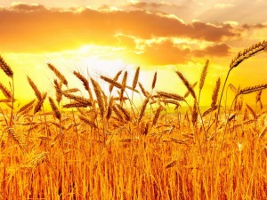 Espigas de trigo iluminadas por el brillante sol
