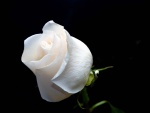 Espectacular rosa blanca en fondo negro