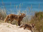 Cachorro de zorro junto a su madre cerca del mar