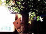 Danbo detrás de un bonsai