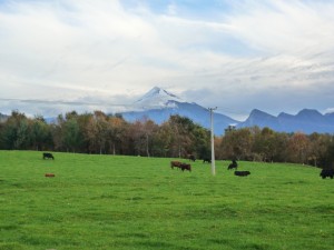 Postal: Vacas en un prado verde