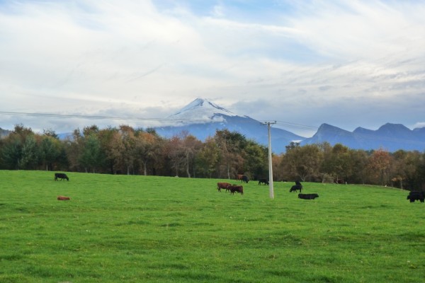 Vacas en un prado verde