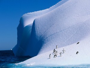 Postal: Pingüinos en un iceberg