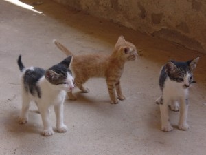 Tres simpáticos gatitos