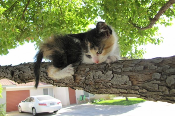 Gatito en lo alto de un árbol