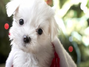 Postal: Un adorable perrito blanco