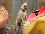 Perro junto a una canoa en un río