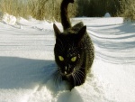 Gato cauteloso caminando en la nieve