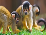 Monos juguetones en la hierba