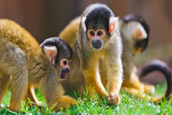 Monos juguetones en la hierba