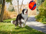 Perro jugando con una pelota