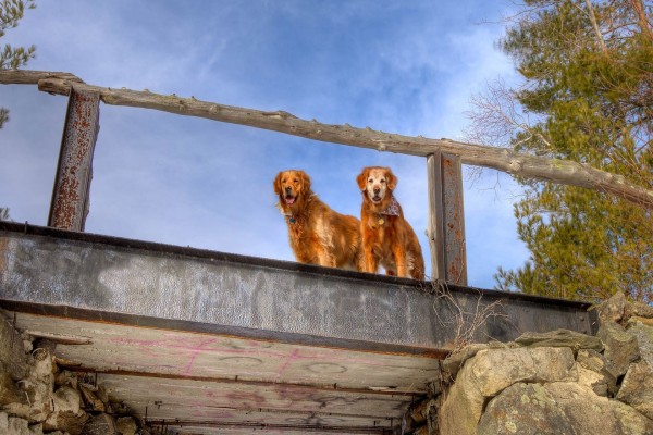 Perros en un puente