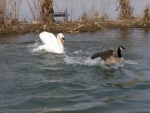 Cisne persiguiendo a un pato en el agua